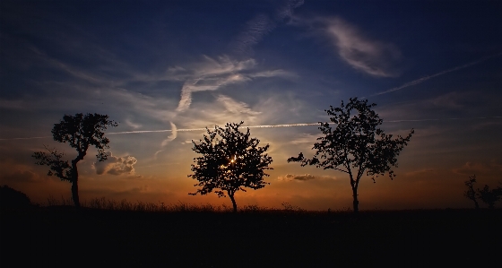 Foto árvore natureza nuvem céu