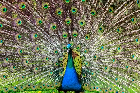 Foto Pássaro asa caneta verde