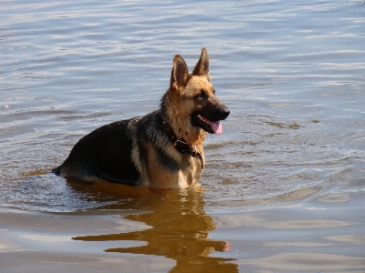 Güneş köpek nehir dalgalanma Fotoğraf