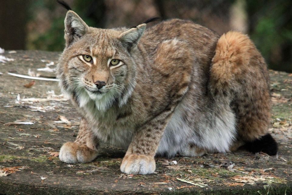 Animal fauna silvestre gato mamífero