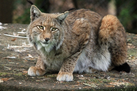 Photo Animal faune chat mammifère