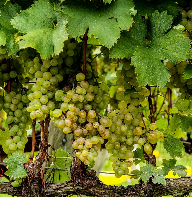 Plant grape vineyard bunch