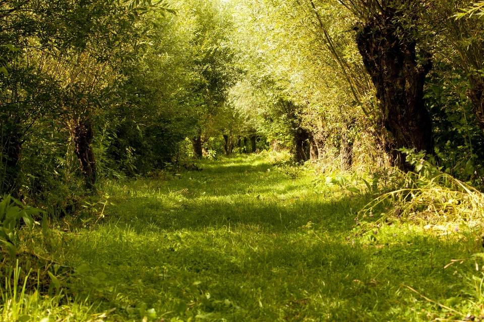 Paisaje árbol naturaleza bosque