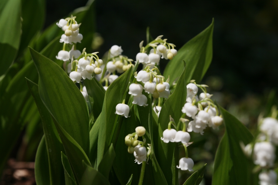 Blüte anlage blume frühling