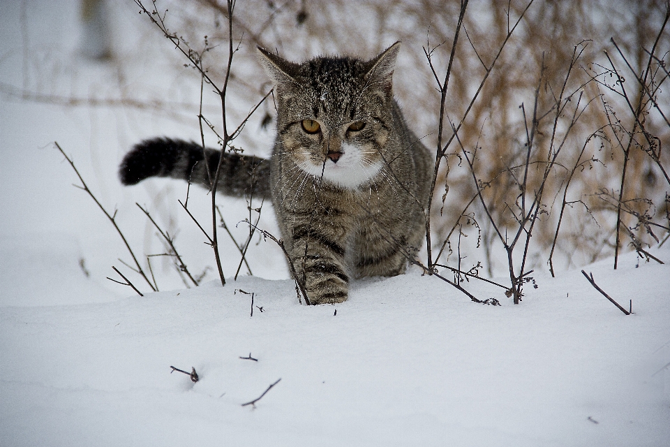 Branch snow winter animal