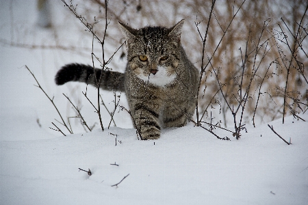 Branch snow winter animal Photo