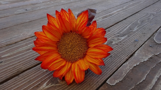 Outdoor blossom growth plant Photo