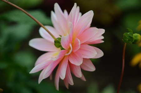 Nature blossom plant leaf Photo