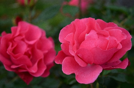 Nature blossom plant leaf Photo