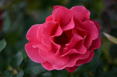 Nature blossom plant leaf Photo