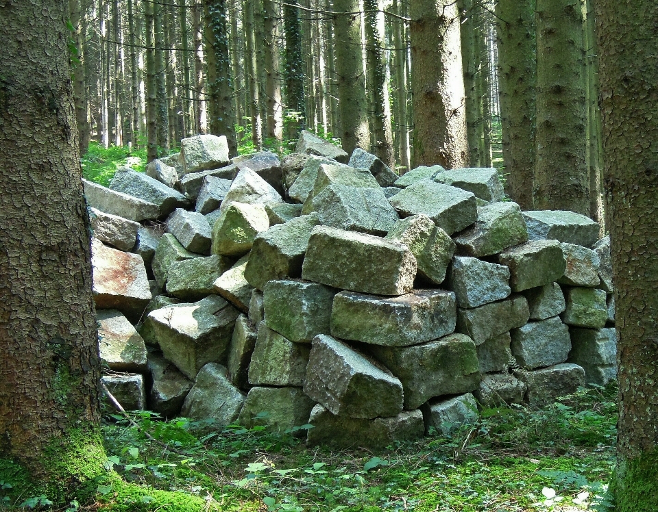 Albero natura foresta erba