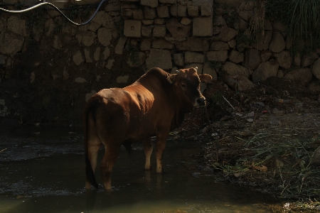 Farm countryside barn animal Photo