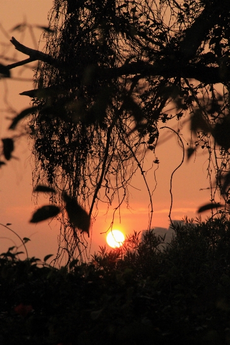 Tree nature outdoor horizon