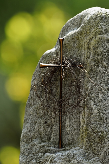 Arbre nature rock bokeh
