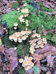 Leaf flower moss autumn Photo