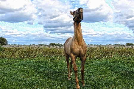 Farm prairie animal wildlife Photo