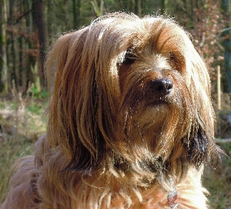 Foto Perro mascota retrato mamífero