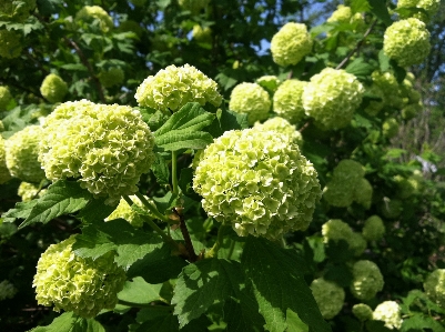 Photo Bifurquer fleurir croissance usine