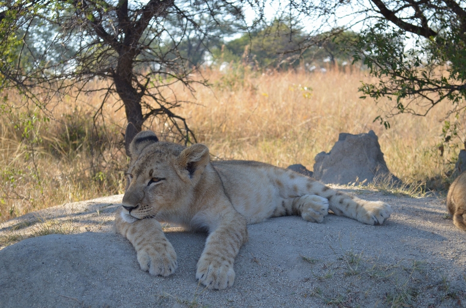 Margasatwa kebun binatang afrika mamalia