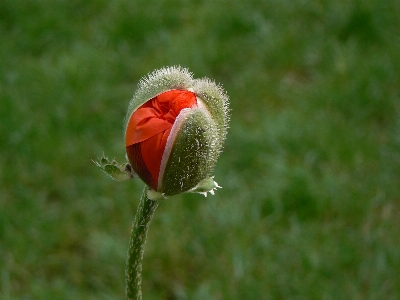 Nature grass plant field Photo