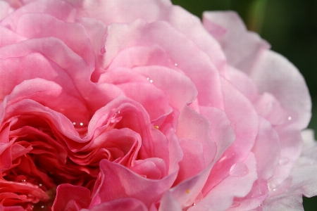 Natur blüte anlage blume Foto