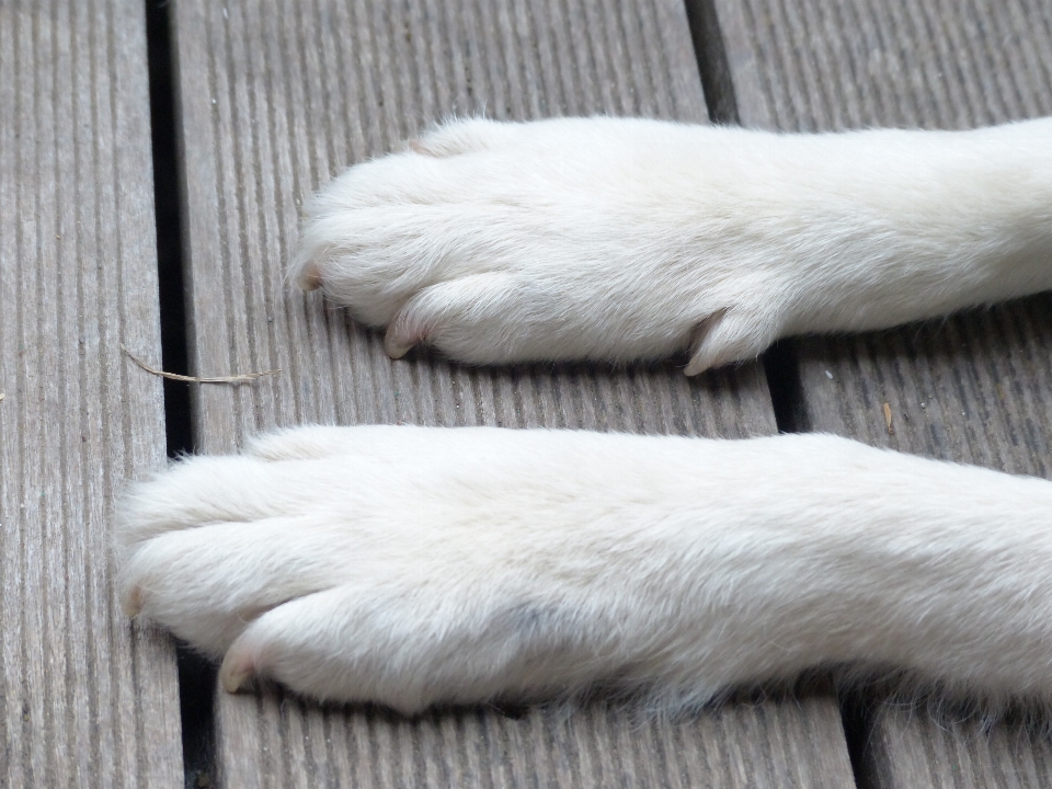 Hand white dog animal