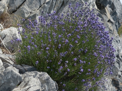 Plant flower purple crop Photo