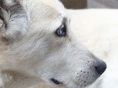 White dog animal profile Photo