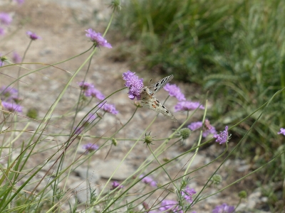 Foto Grama florescer plantar branco