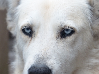 White dog animal fur Photo