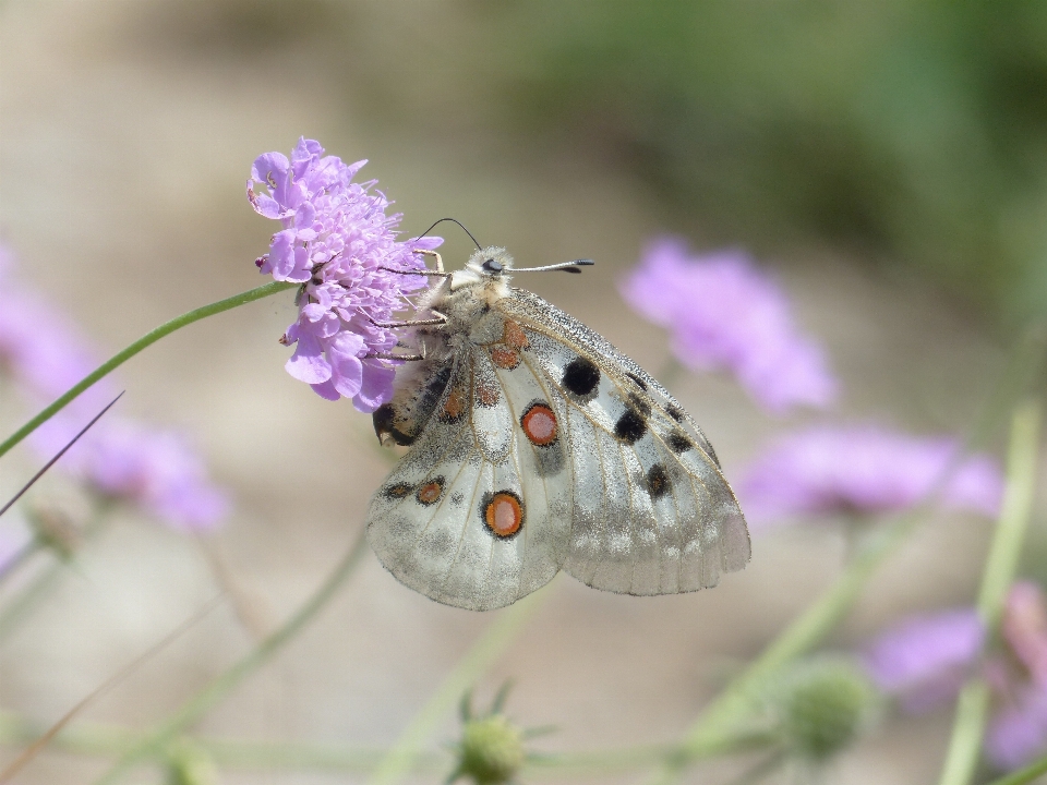 Blüte anlage weiss wiese
