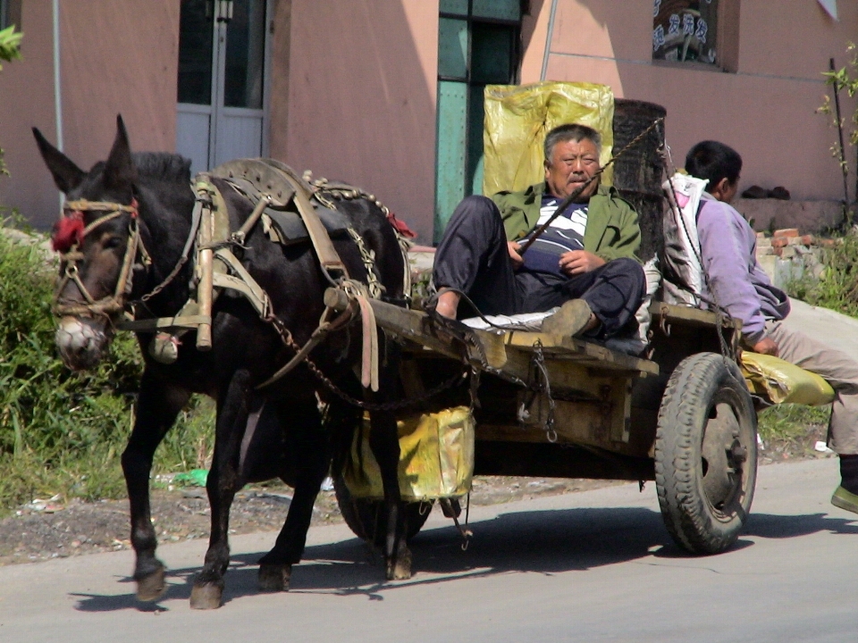 Hombre persona carro vivir