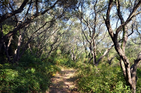 Tree nature forest path Photo