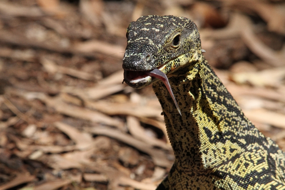 Doğa yaban hayatı sürüngen fauna