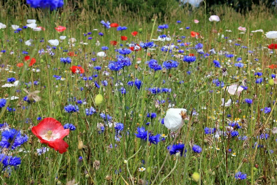 Natur gras anlage feld