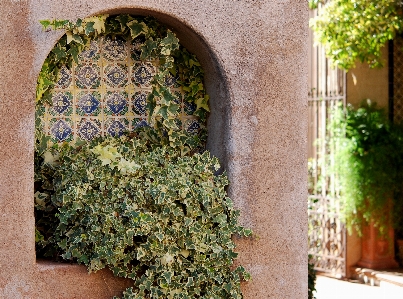 Architecture plant vine leaf Photo