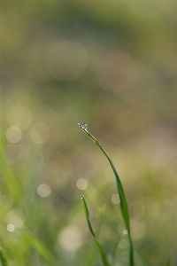 Water nature grass branch Photo