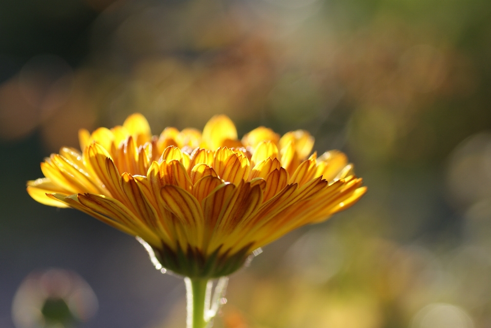 Natura fiore pianta fotografia