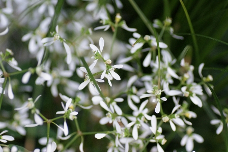 Nature grass branch blossom Photo