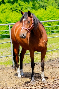 Pasture ranch horse rein Photo