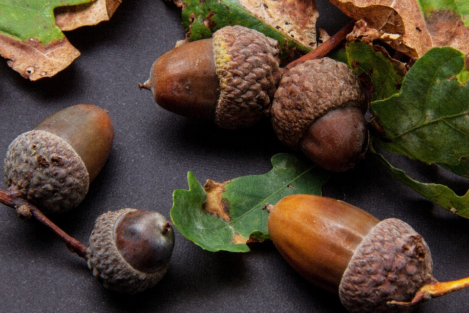 Baum anlage frucht essen