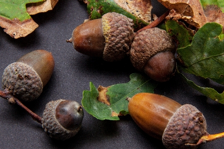 Tree plant fruit food Photo