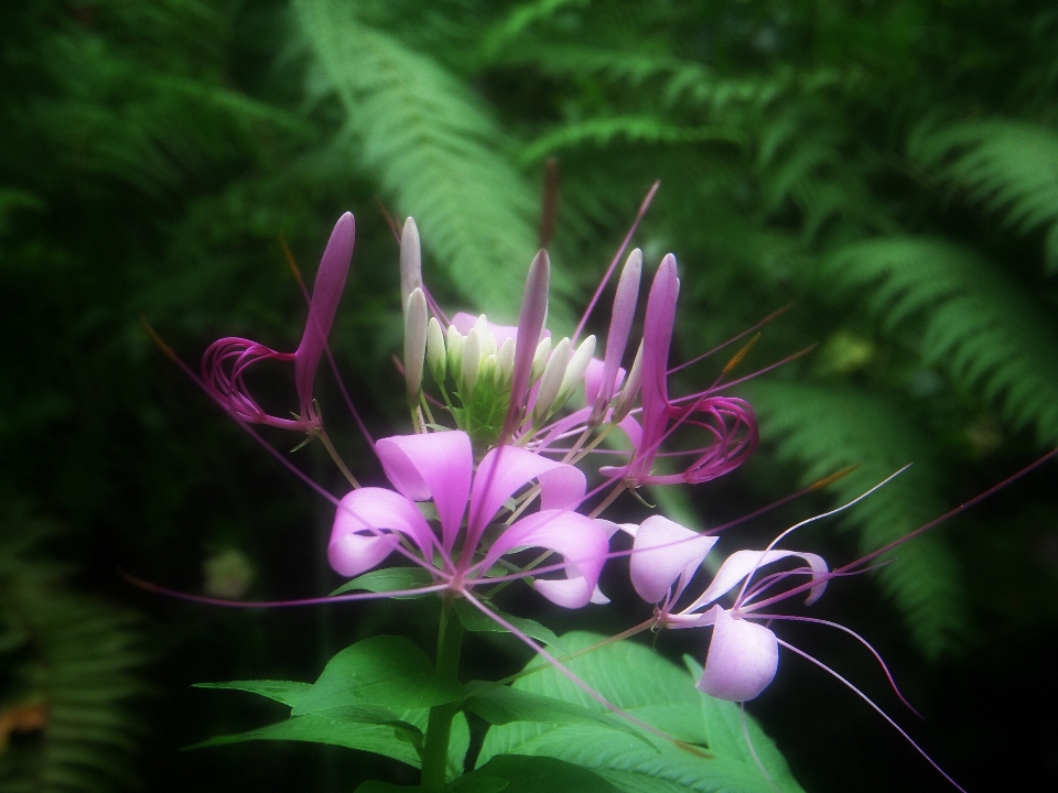 Natur blüte anlage blatt