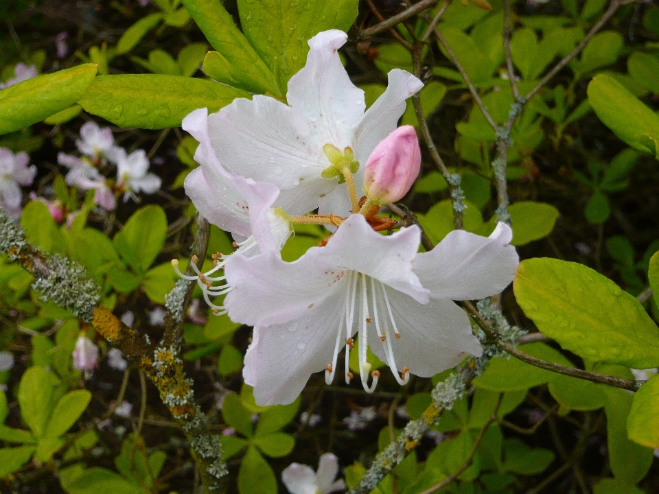 Blossom plant stem leaf