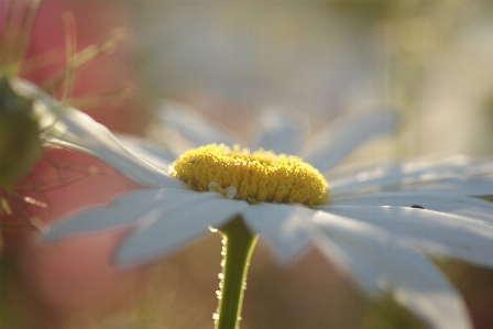 Nature blossom plant white Photo