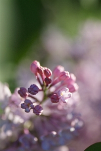 Nature branch blossom plant Photo