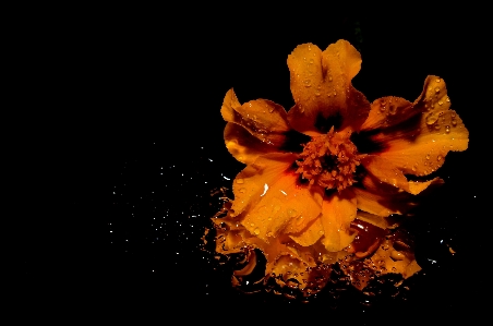 水 花 植物 写真撮影 写真