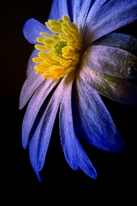 自然 植物 写真撮影 花 写真