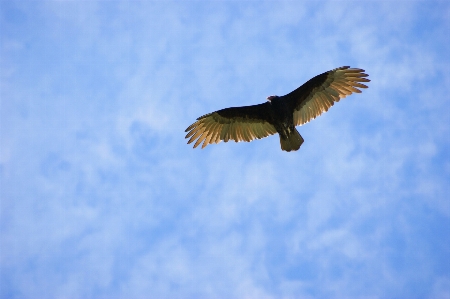 鳥 羽 空 飛ぶ 写真