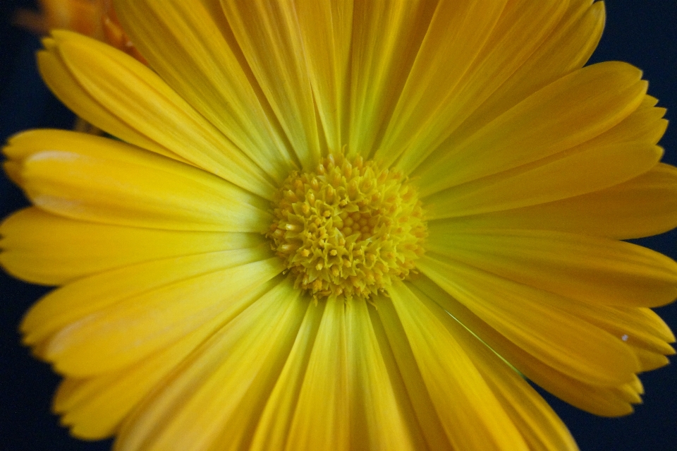 Planta flor pétalo amarillo